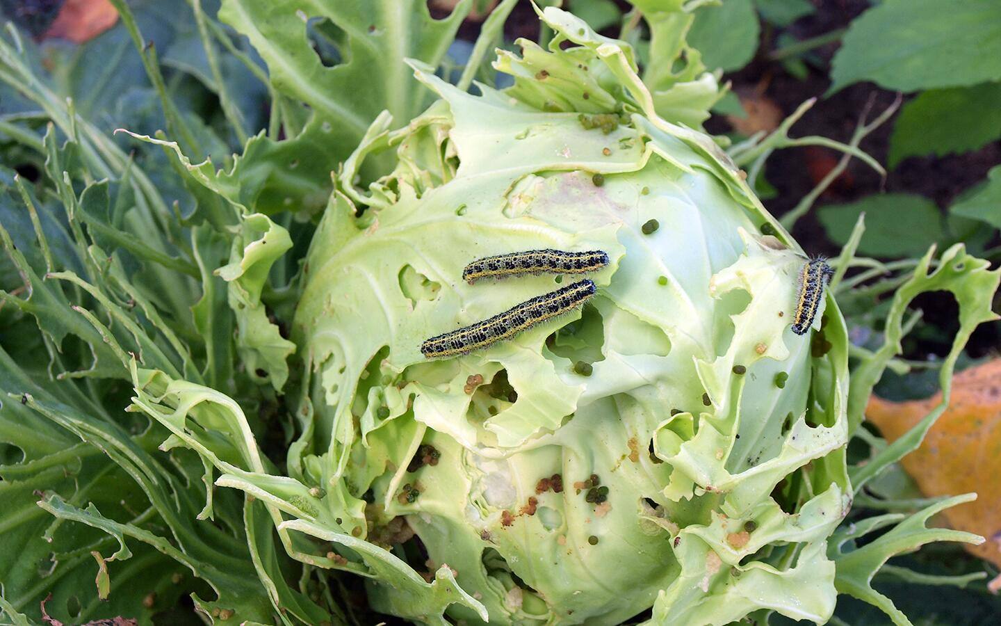 Caterpillars eating cabbage.