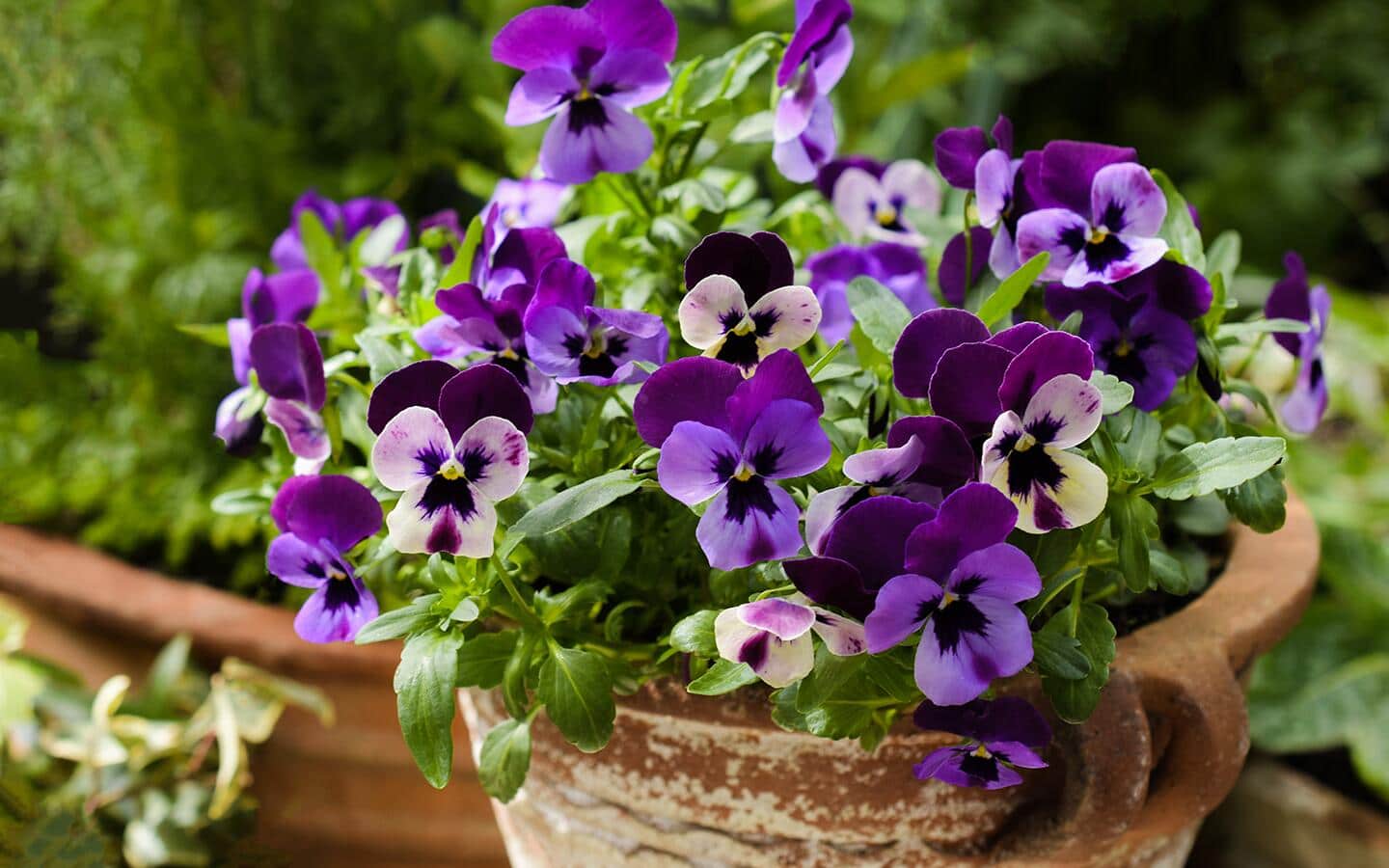 Purple pansies in a pot in a garden