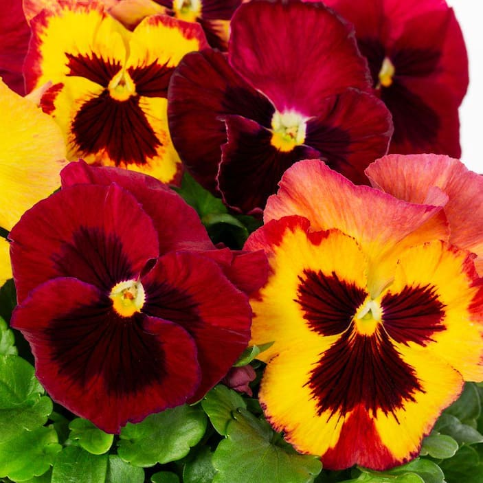 Annuals