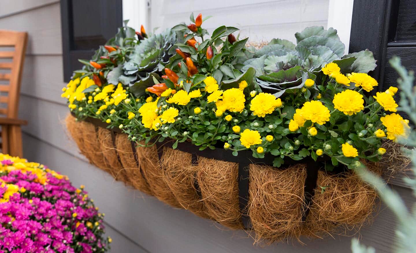Window box filled with yellow mums, ornamental peppers and flowering cabbages Window box filled with yellow mums, ornamental peppers and flowering cabbages