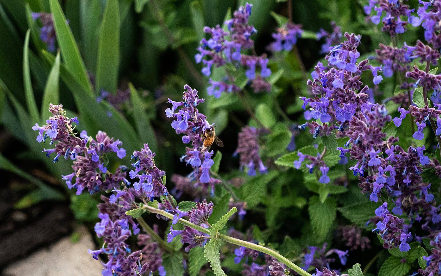 Purple catmint in the garden