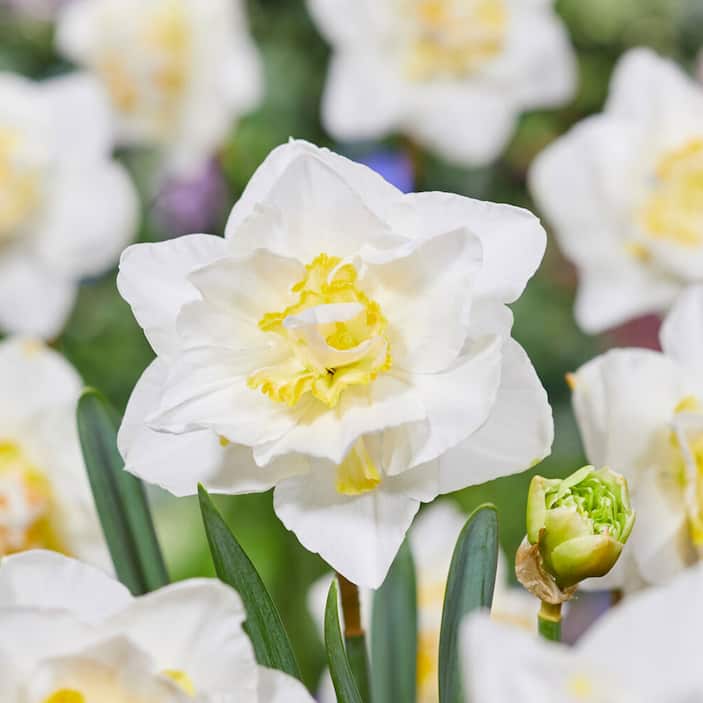 Daffodils