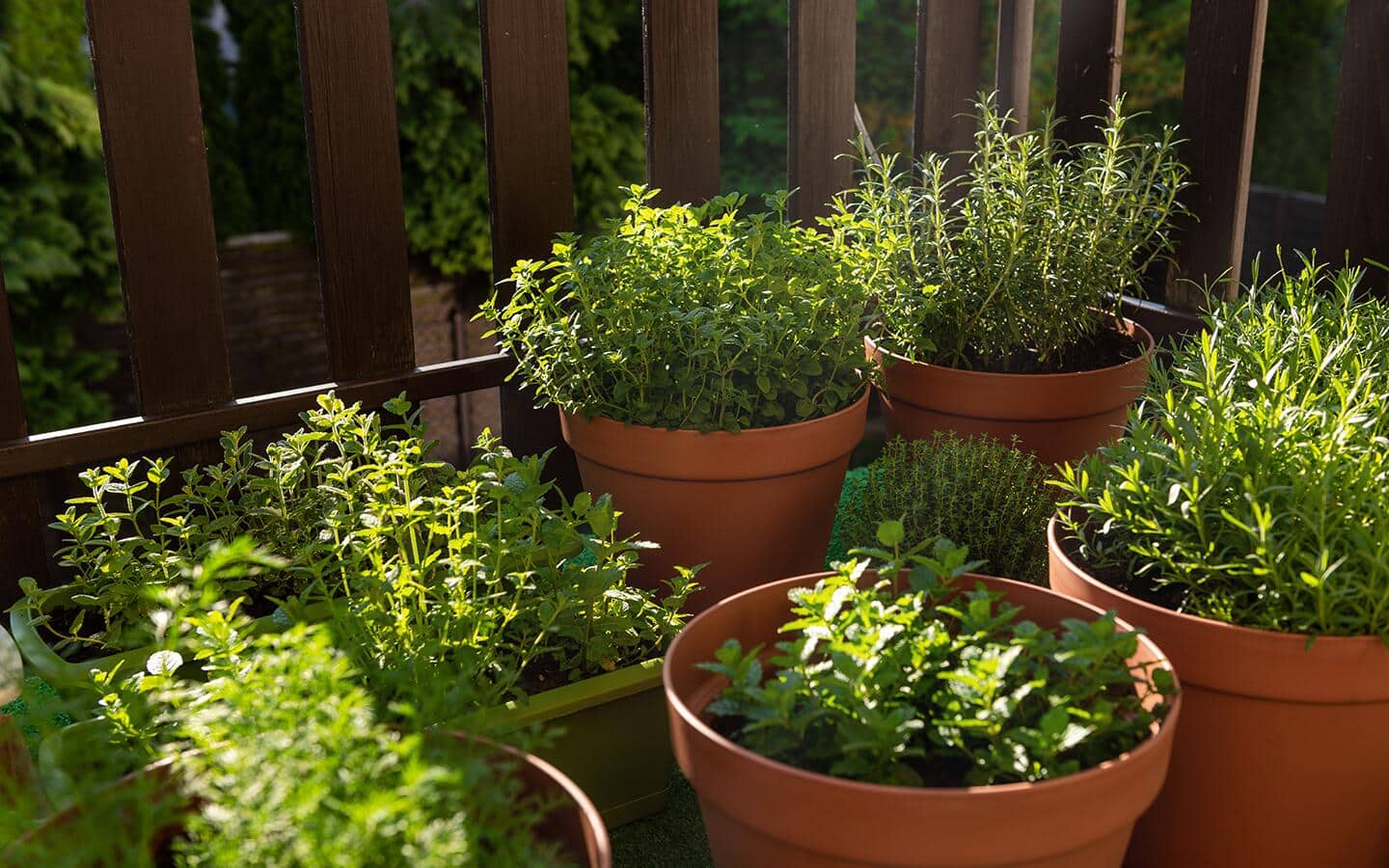 Pots of herbs on a deck Pots of herbs on a deck