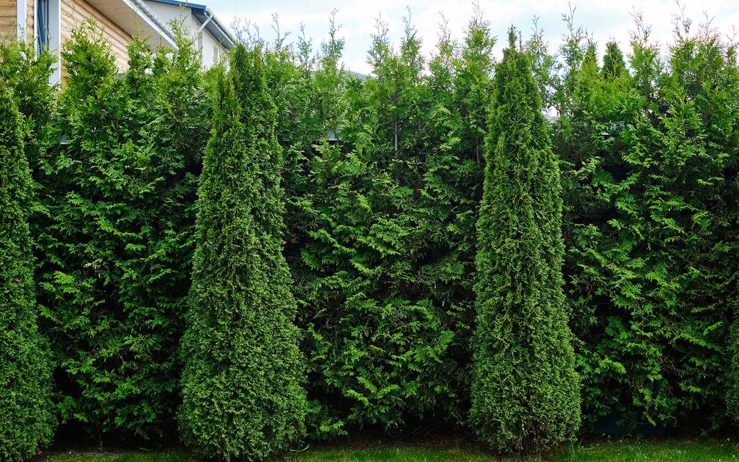 An evergreen privacy hedge of arborvitae and cypress trees An evergreen privacy hedge of arborvitae and cypress trees