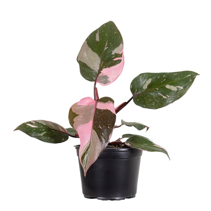 Philodendron Plants