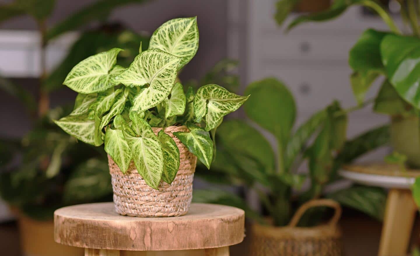 An arrowhead plant in a fiber flowerpot on a wood table.
