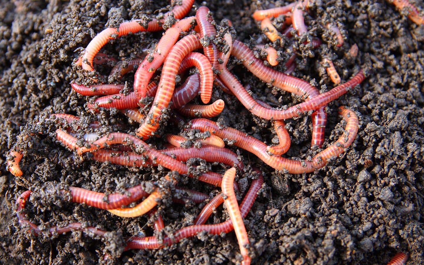 A group of multicolored worms crawling around in dirt.