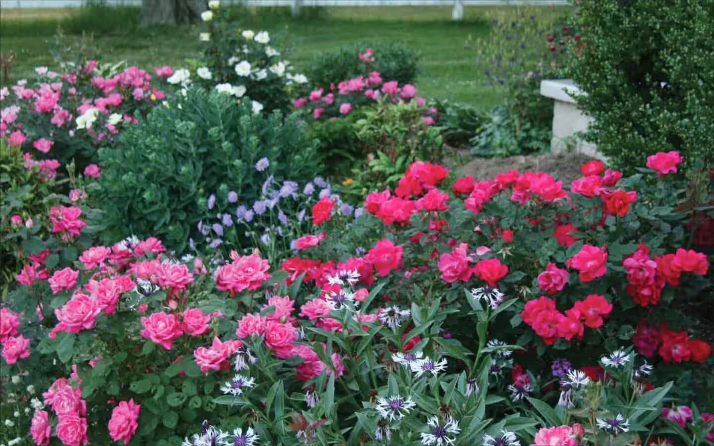 Pink roses in a perennial garden bed Pink roses in a perennial garden bed