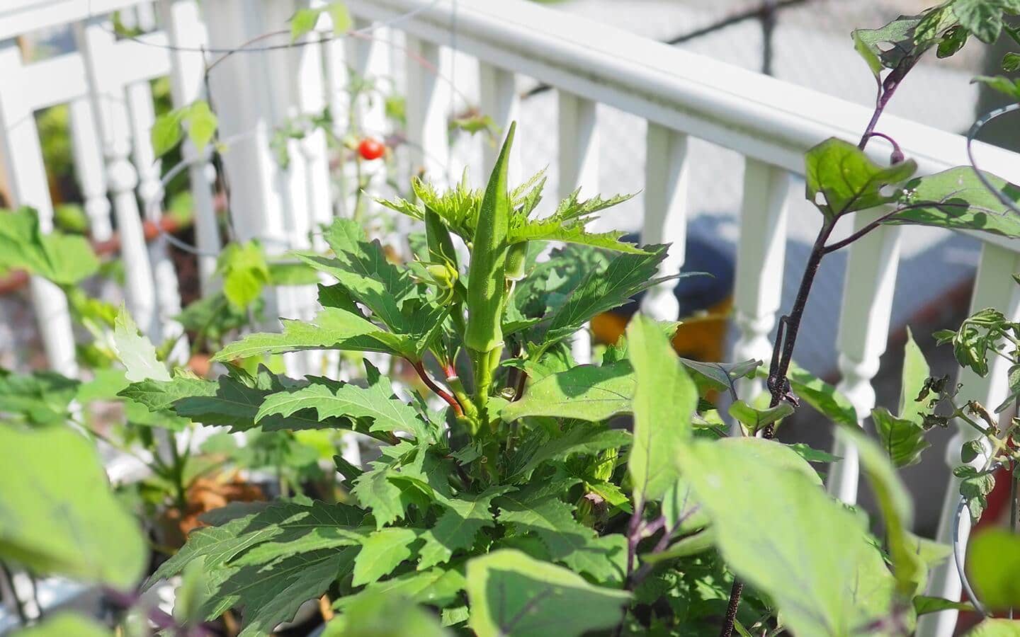 Okra plants in a container on a patio Okra plants in a container on a patio