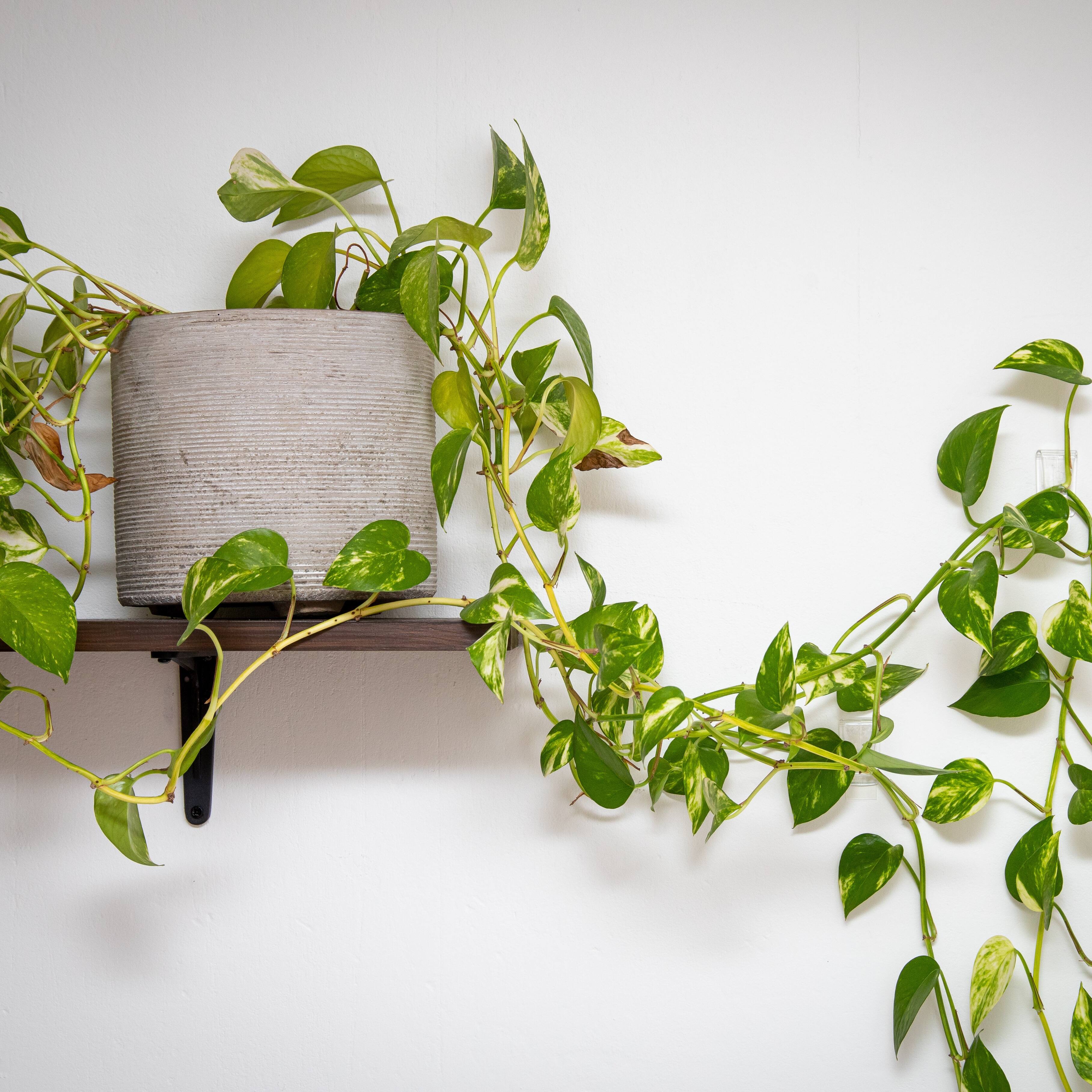 Image for Shop Vine Plants