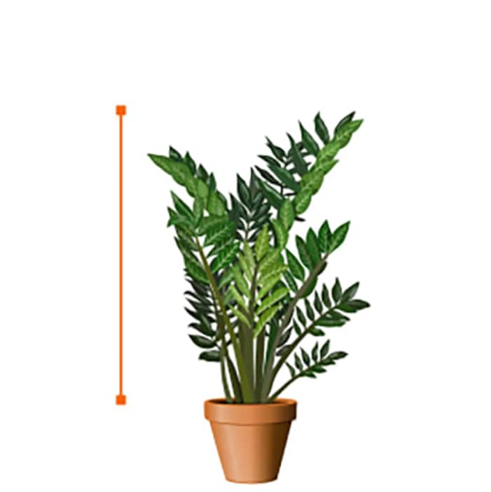 Image for Medium Plants (24 - 48 in.)
