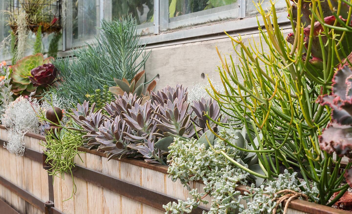 Window box filled with succulents Window box filled with succulents