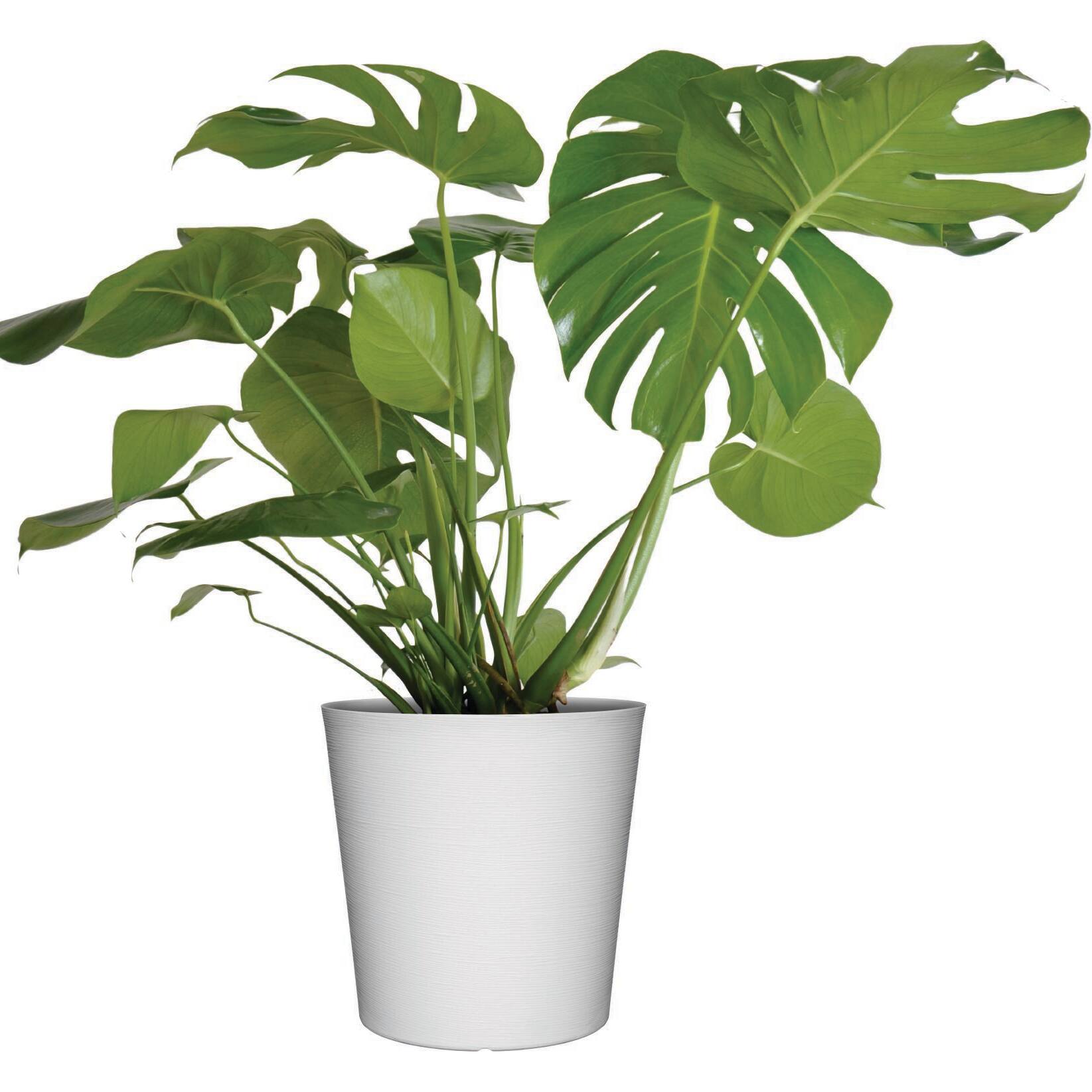Image for Shop Monstera Plants