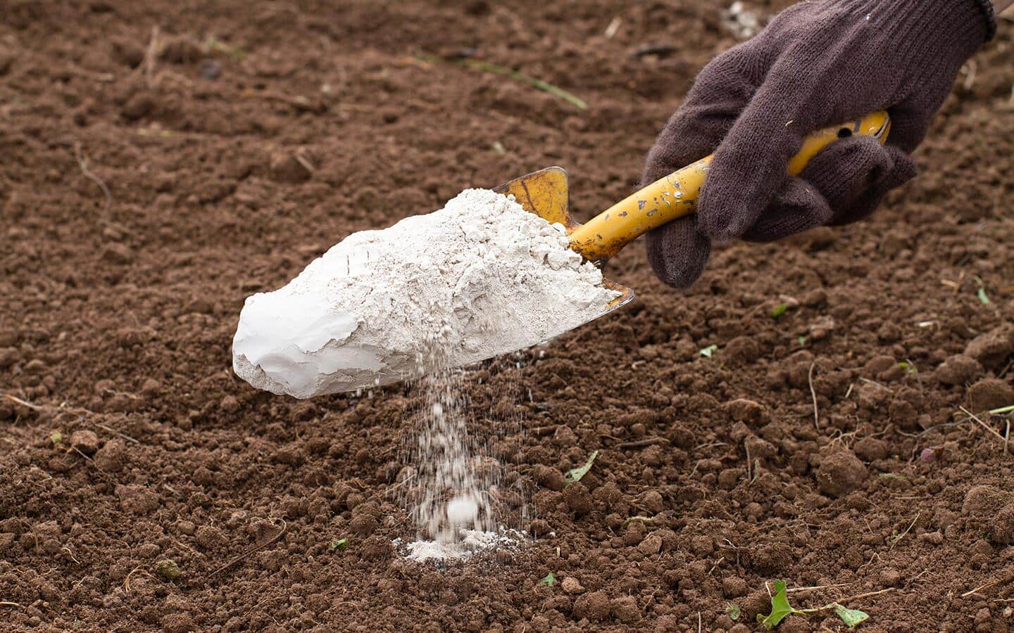 Gardener holds a trowel filled with lime over garden soil Gardener holds a trowel filled with lime over garden soil