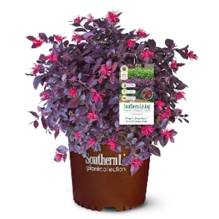 Outdoor Plants
