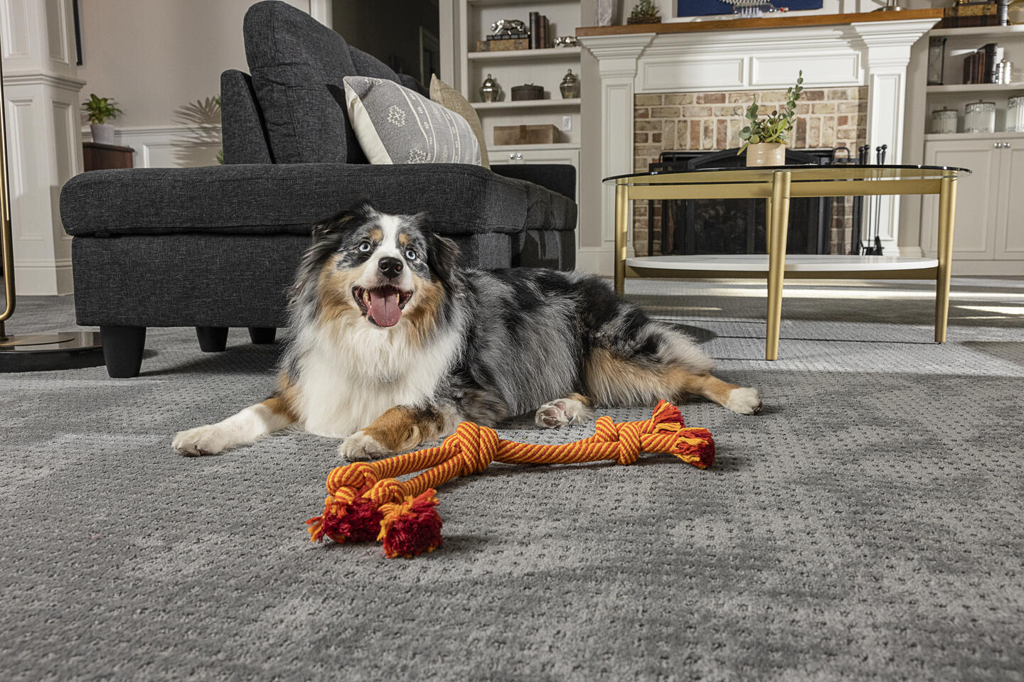 Best Carpet for Pets