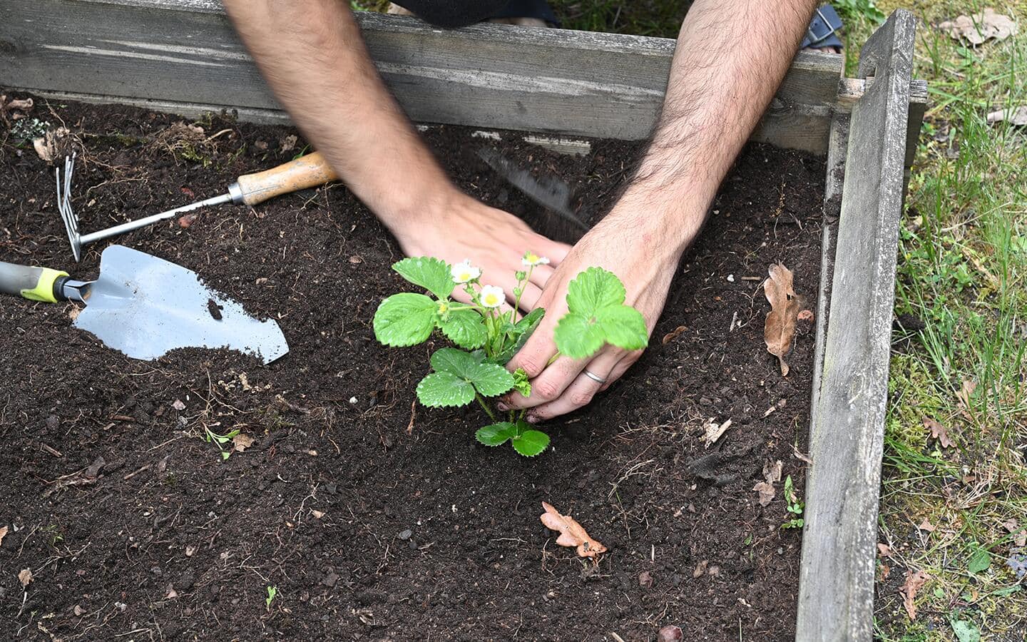 Gardener planting strawberries in a raised garden bed Gardener planting strawberries in a raised garden bed