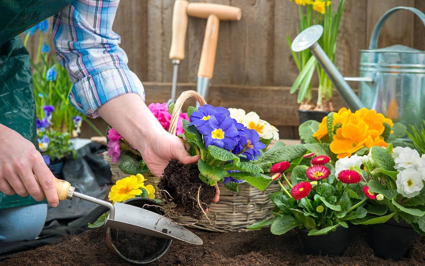 A person plants flowers in a garden bed