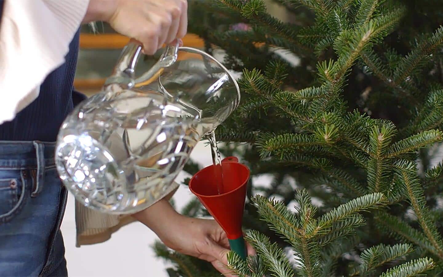 A person pouring water from a glass pitcher into a funnel to water a Christmas tree. A person pouring water from a glass pitcher into a funnel to water a Christmas tree.
