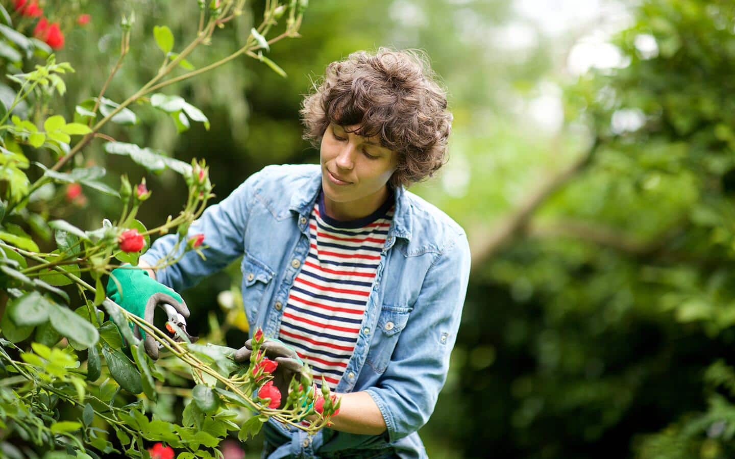 A woman prunes a rose bush with shears.