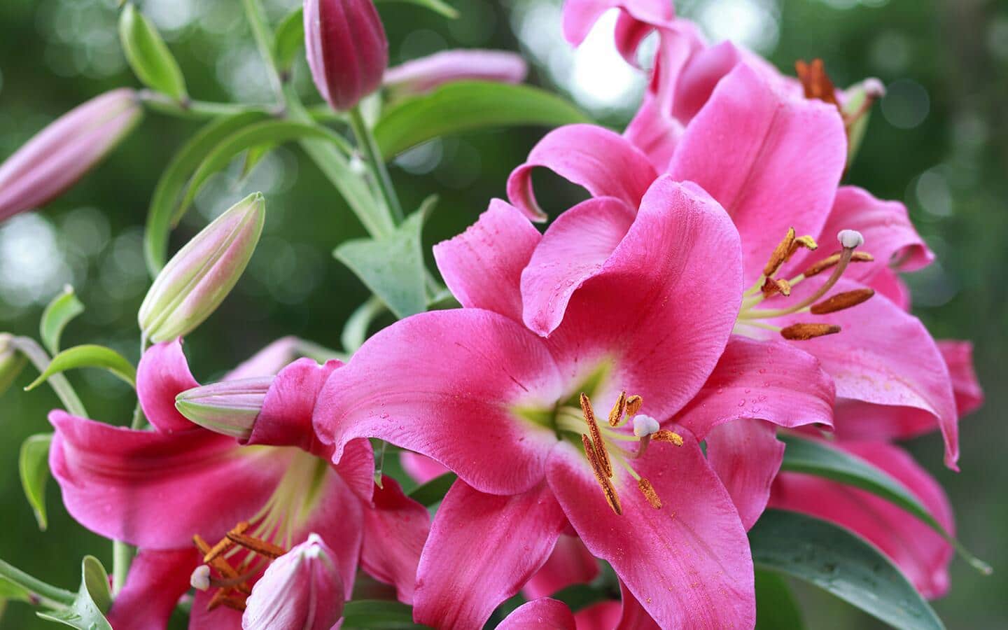Pink stargazing lilies in the garden