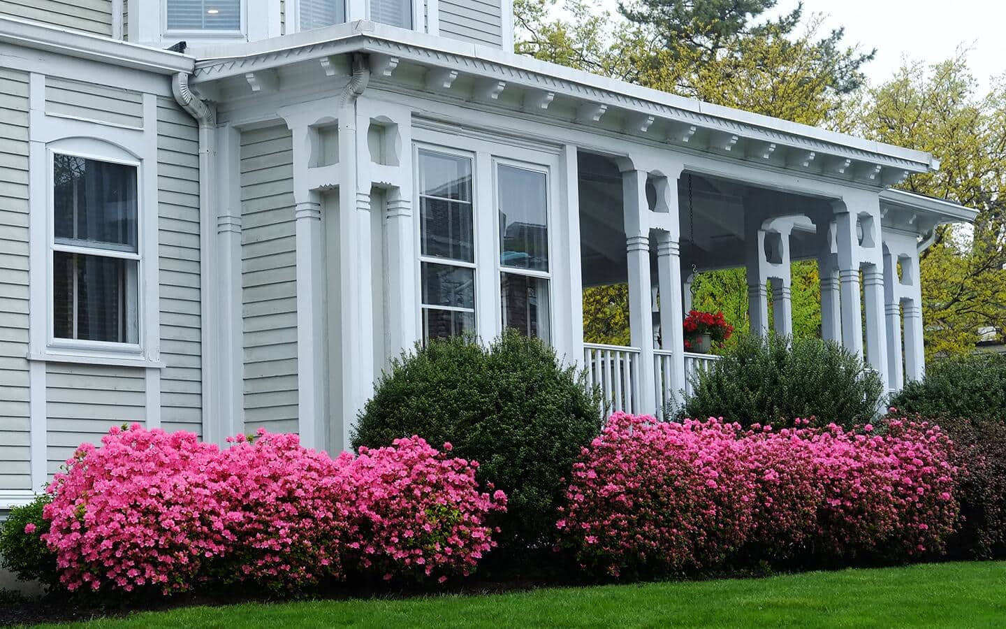 A pair of blooming pink azaleas in front of a white house.