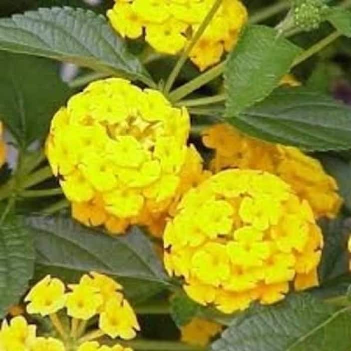 Lantanas