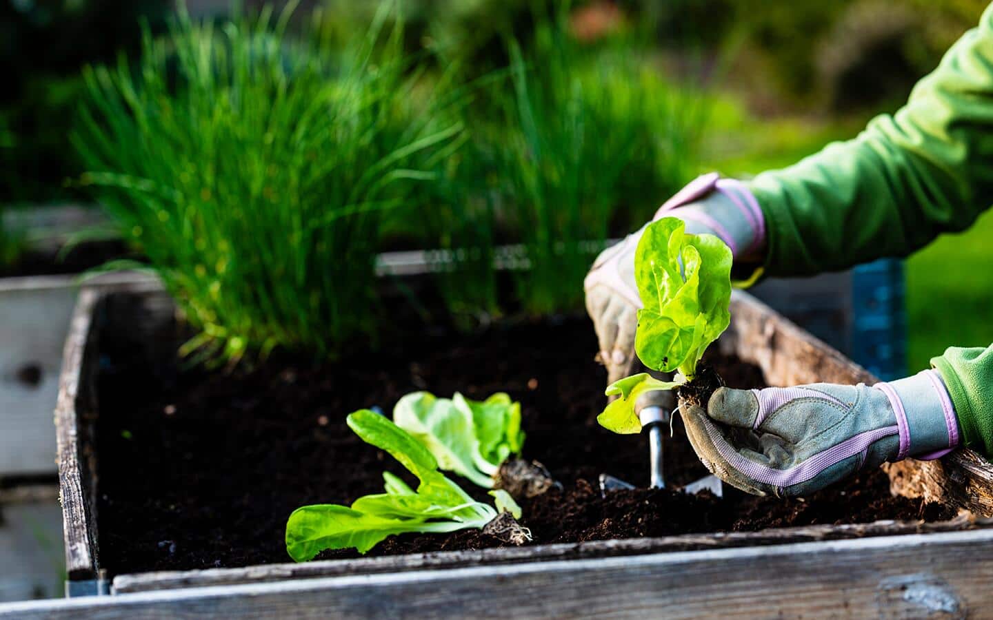 A gloved gardener planting seedlings in a wooden raised garden bed.