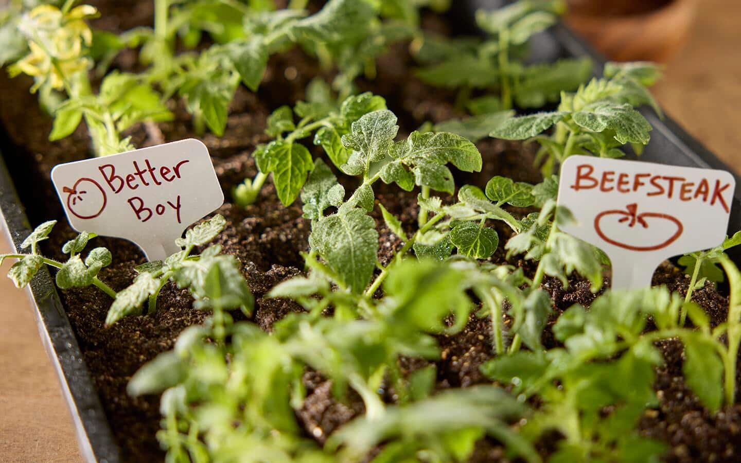 A potting tray full of healthy seedlings that are ready to be transplanted.