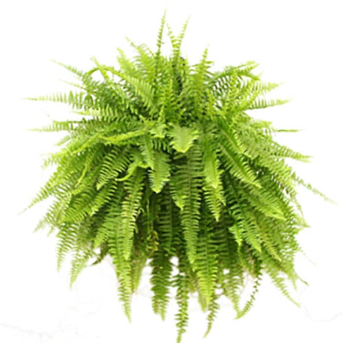 Image for Air Purifying Indoor Plants