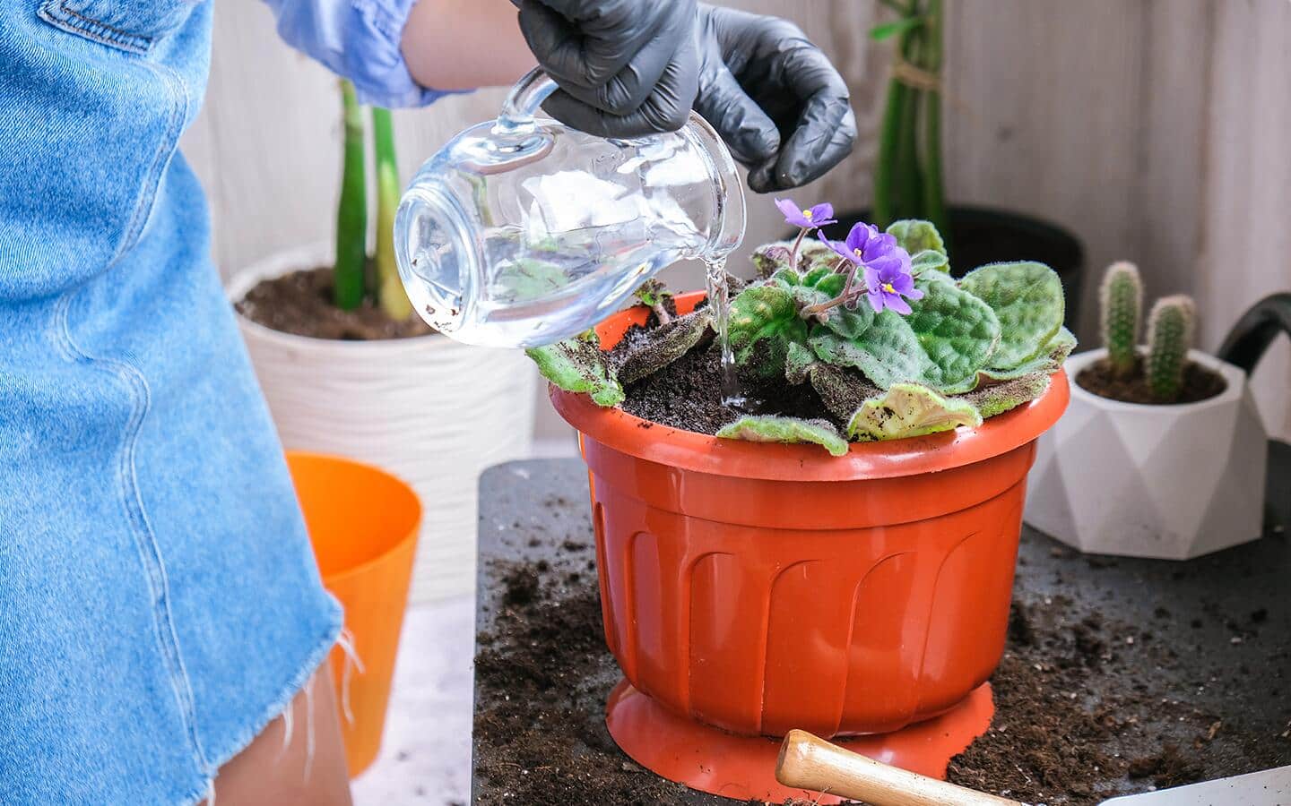 A person in gloves watering an African violet in a large orange pot. A person in gloves watering an African violet in a large orange pot.