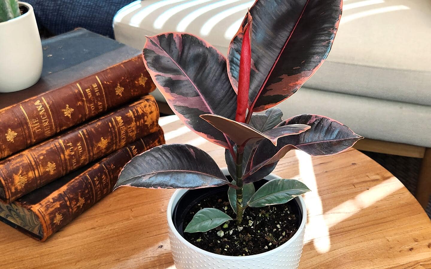 dieffenbachia silver bay Dieffenbachia Elena 8"  Casaplanta Miami