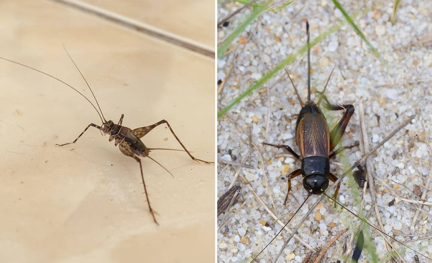 Two species of crickets sitting still.