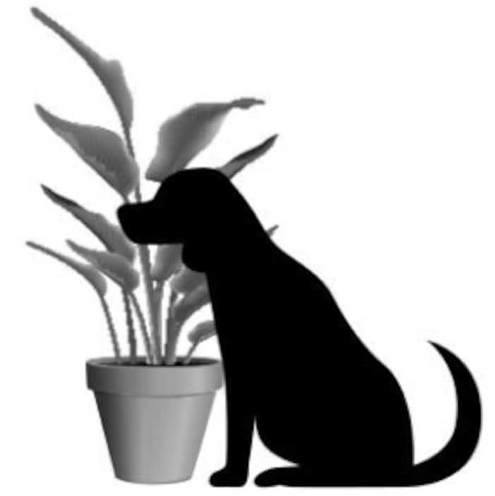 Dog Safe Indoor Plants