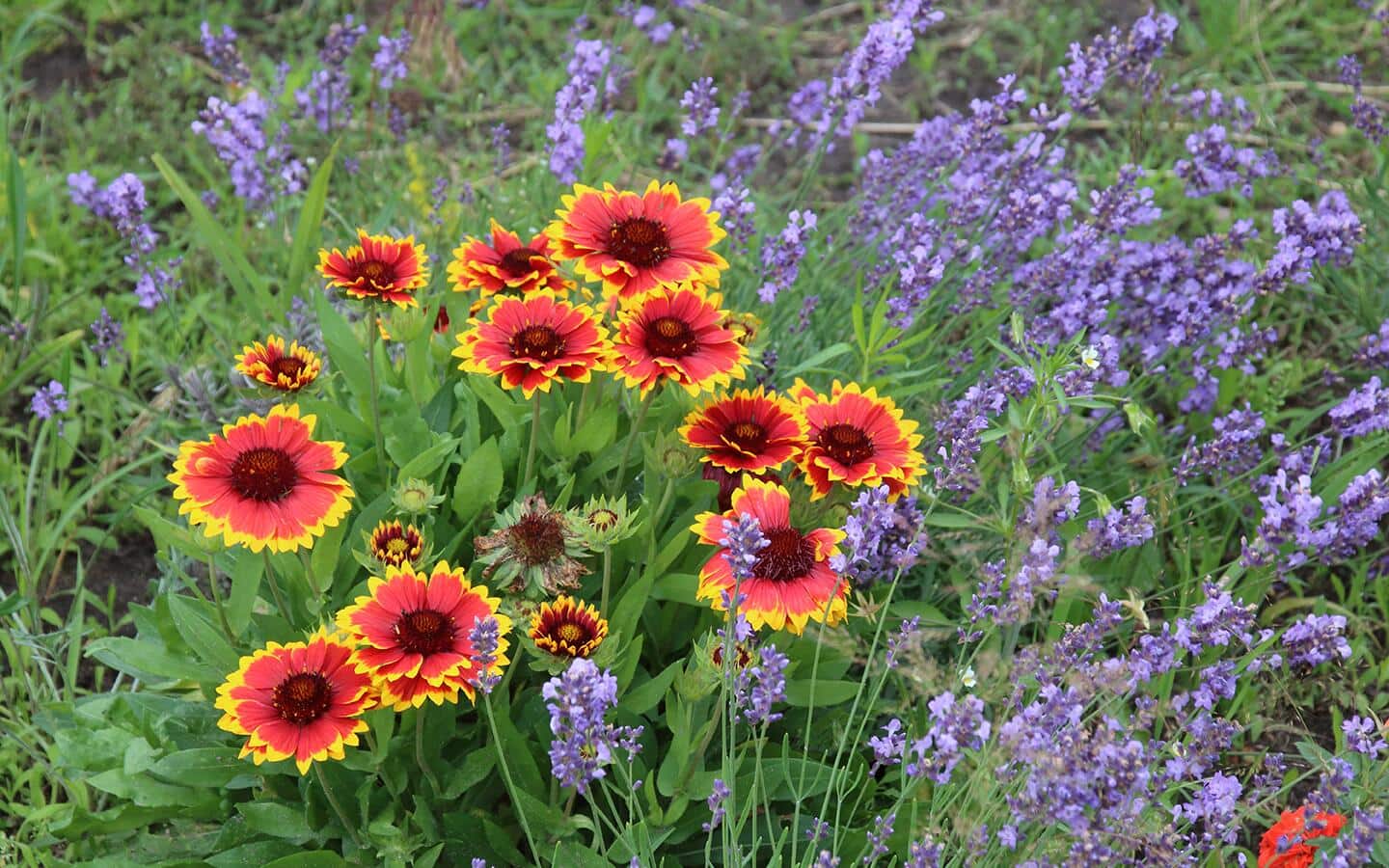 Gaillardia (blanket flower) in a summer garden. Gaillardia (blanket flower) in a summer garden.