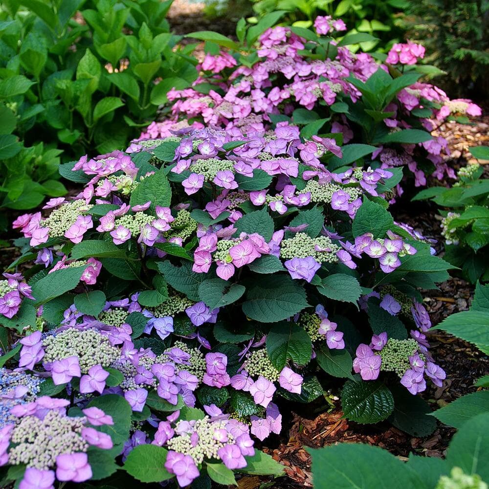 How and When to Prune Hydrangeas