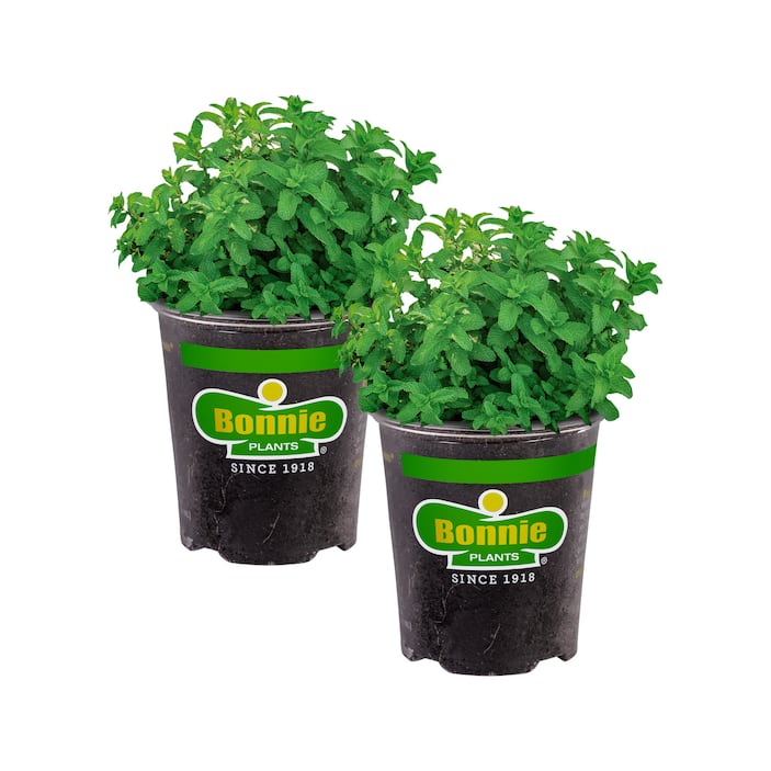 Edible Garden