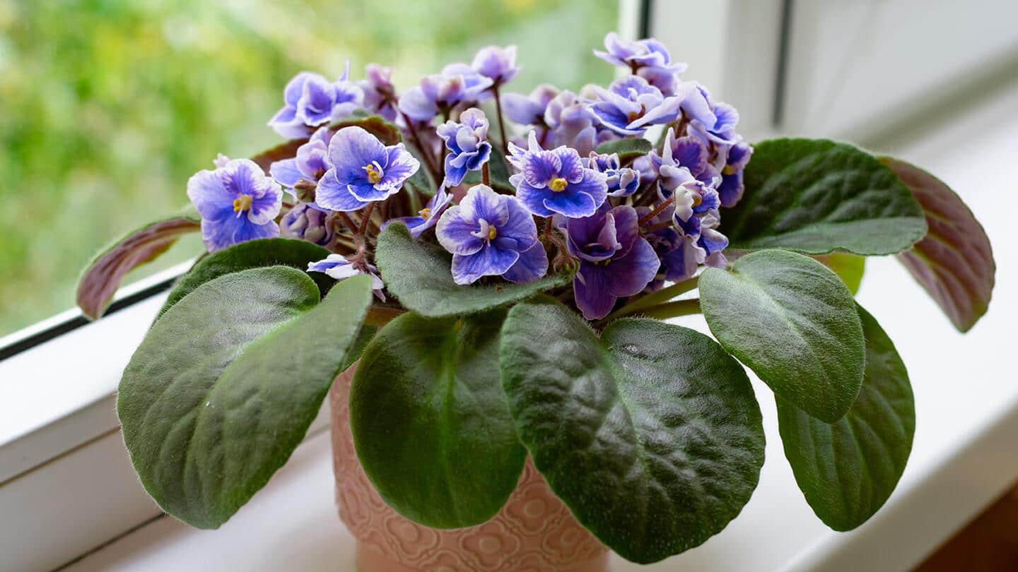 African Violet (Saintpaulia spp.)