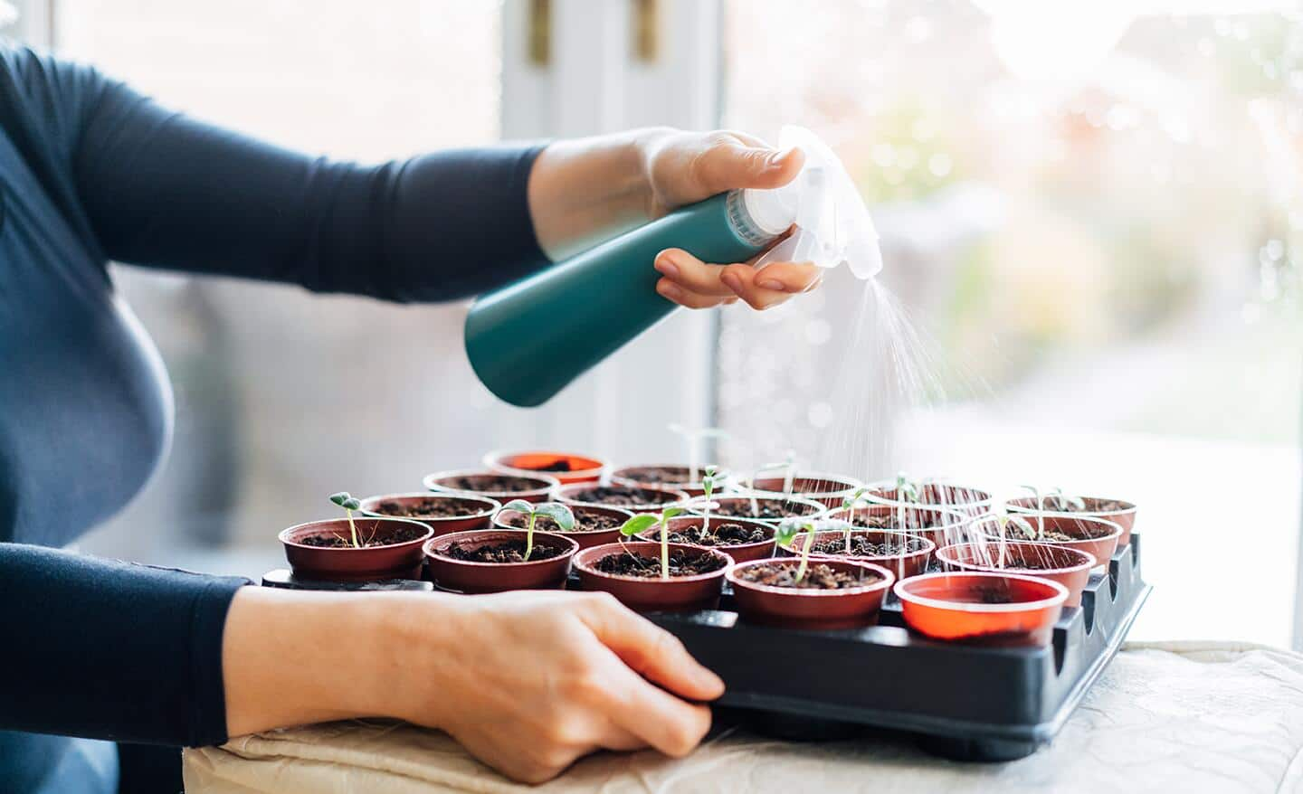 Gardener mists seedlings in trays