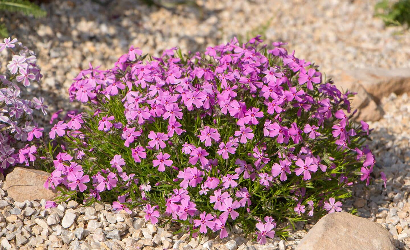 Perennials for Early Spring Garden Color - The Home Depot