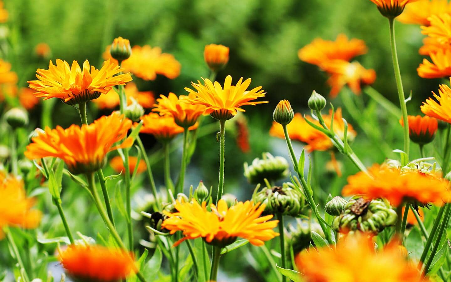 Yellow wildflowers growing in a garden.