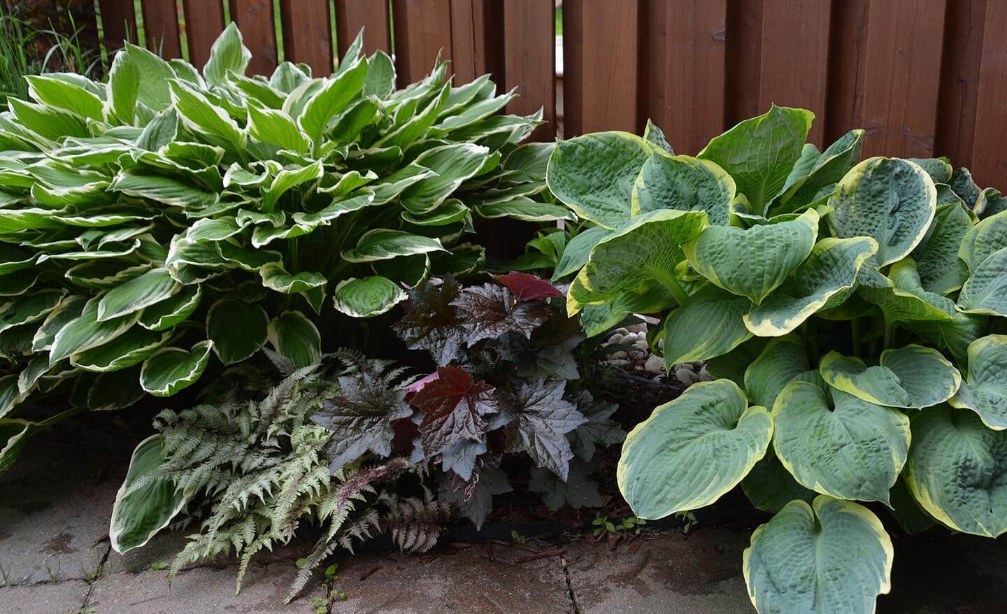 Hosta plants in a shade garden by a fence