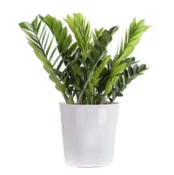 Image for Drought Tolerant Indoor Plants