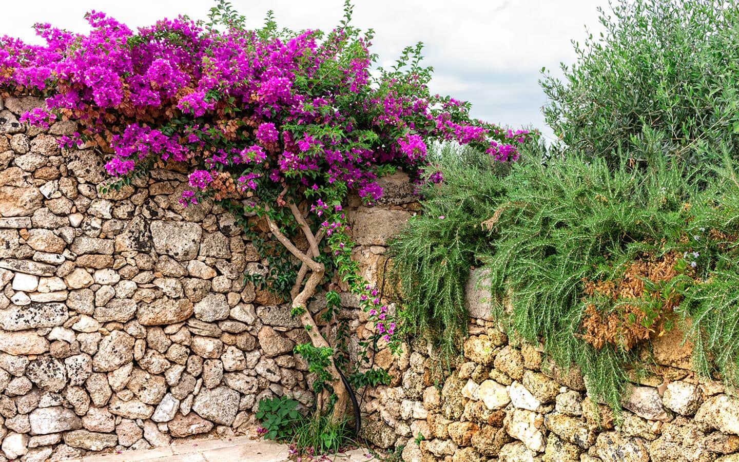 Bougainvillea grows on a stone wall. Bougainvillea grows on a stone wall.