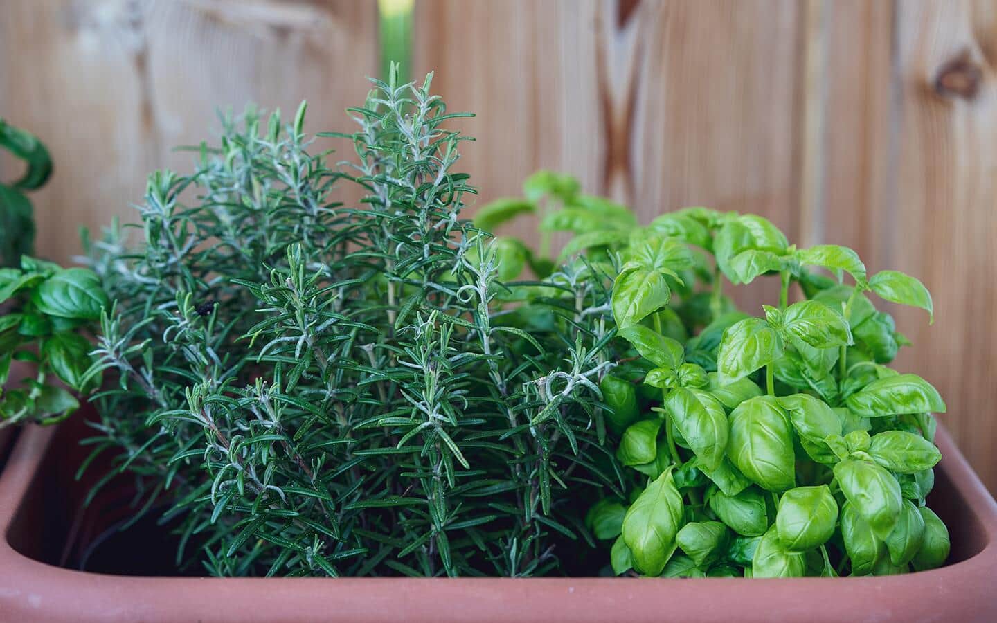 Heat-loving herbs, rosemary and basil, growing in a planter. Heat-loving herbs, rosemary and basil, growing in a planter.