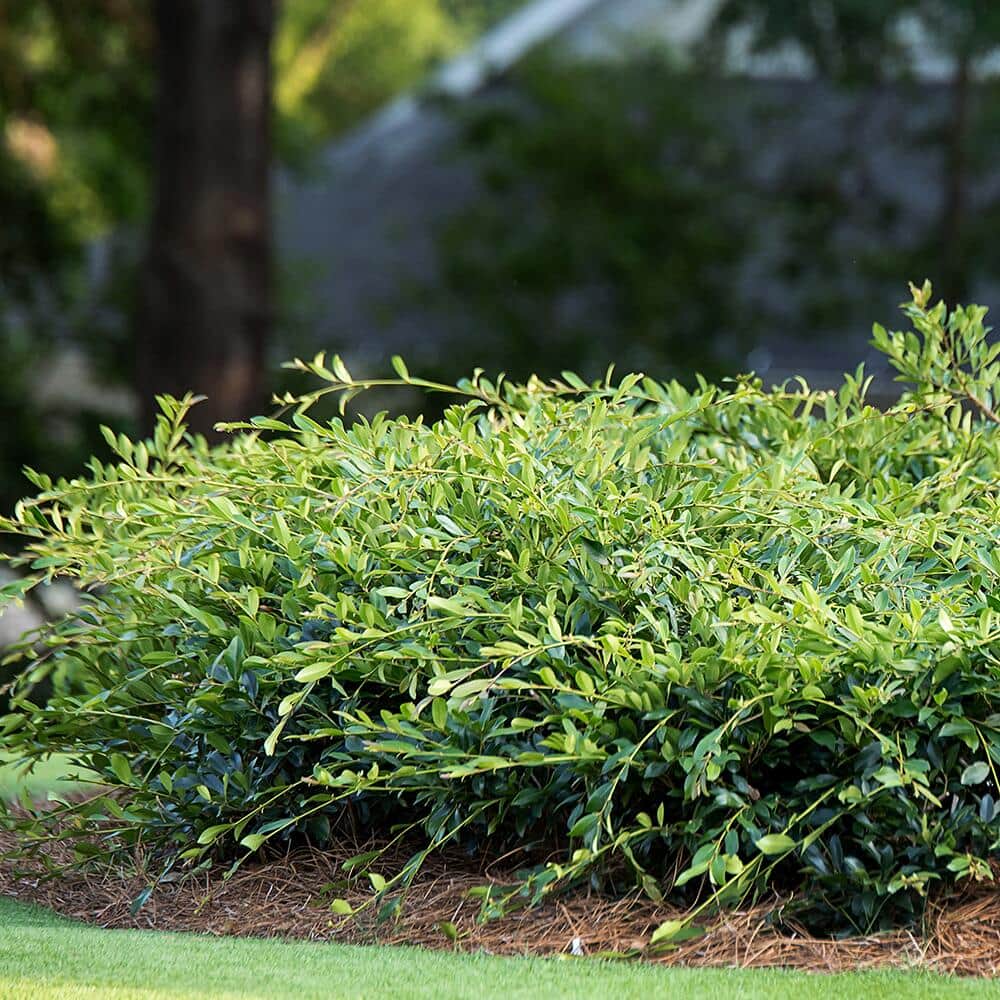8 Shrubs Pro Landscapers Recommend