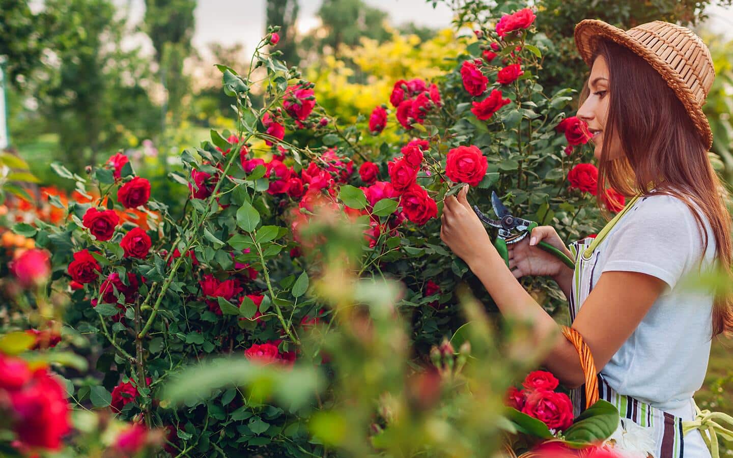 A gardener picks a red rose from a rose shrub