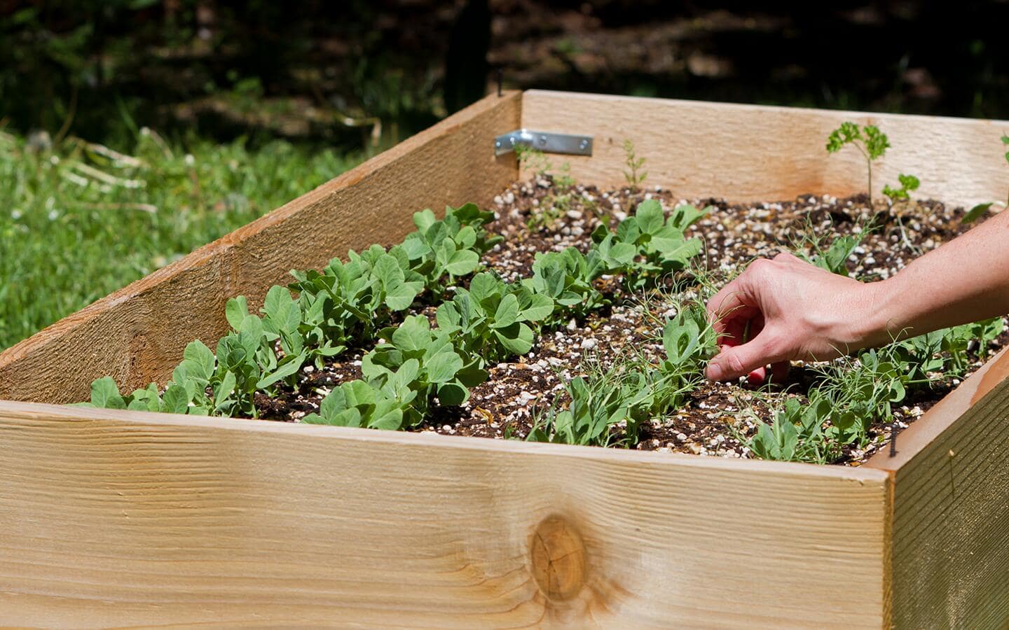 A person planting seedlings in a raised wooden garden bed.