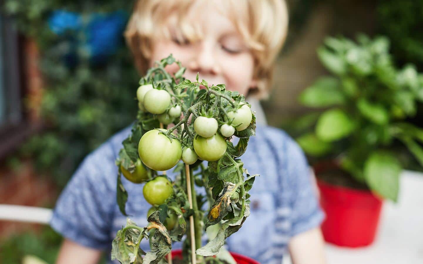 A child looks at a green tomato plant. A child looks at a green tomato plant.