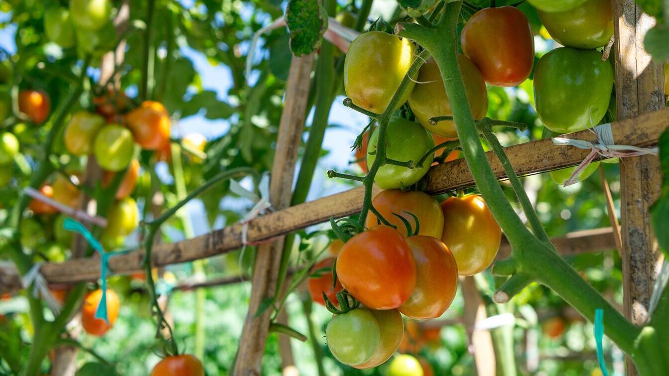How to Grow Tomatoes